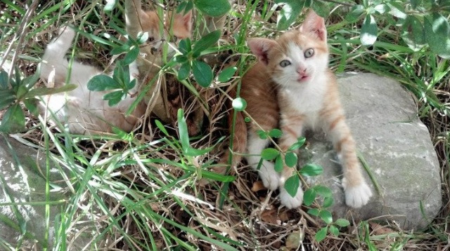 2024年埃及队表现:如何克服强敌,实现新突破,你知道埃及战队吗