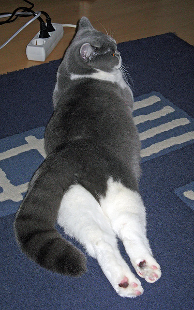 CBA球队关注心理素质提升应对大赛压力,cba球迷素质排名