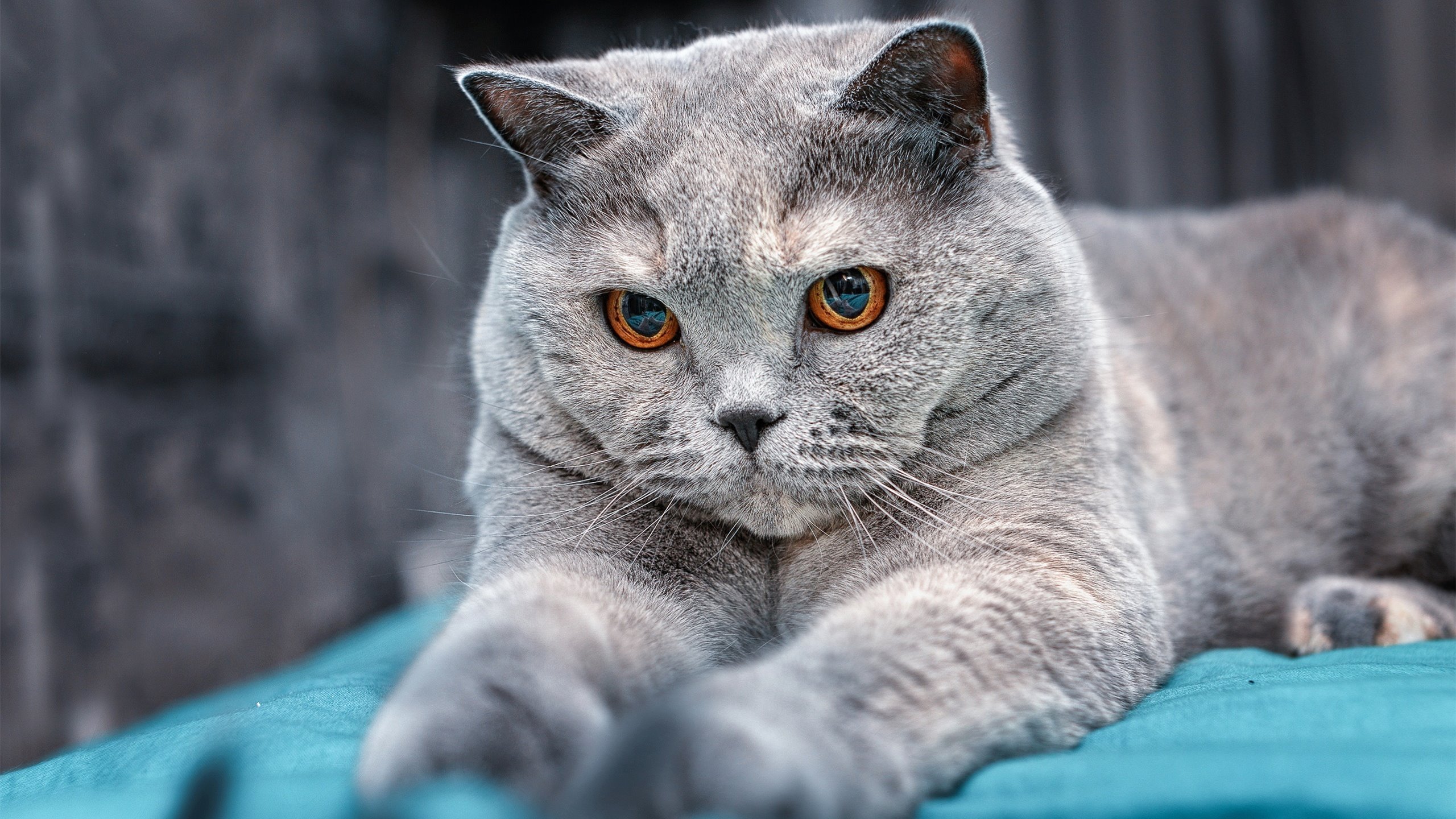 中国足球战平世界杯预选赛 历史回顾引共鸣，中国足球队世界杯预选赛比赛时间