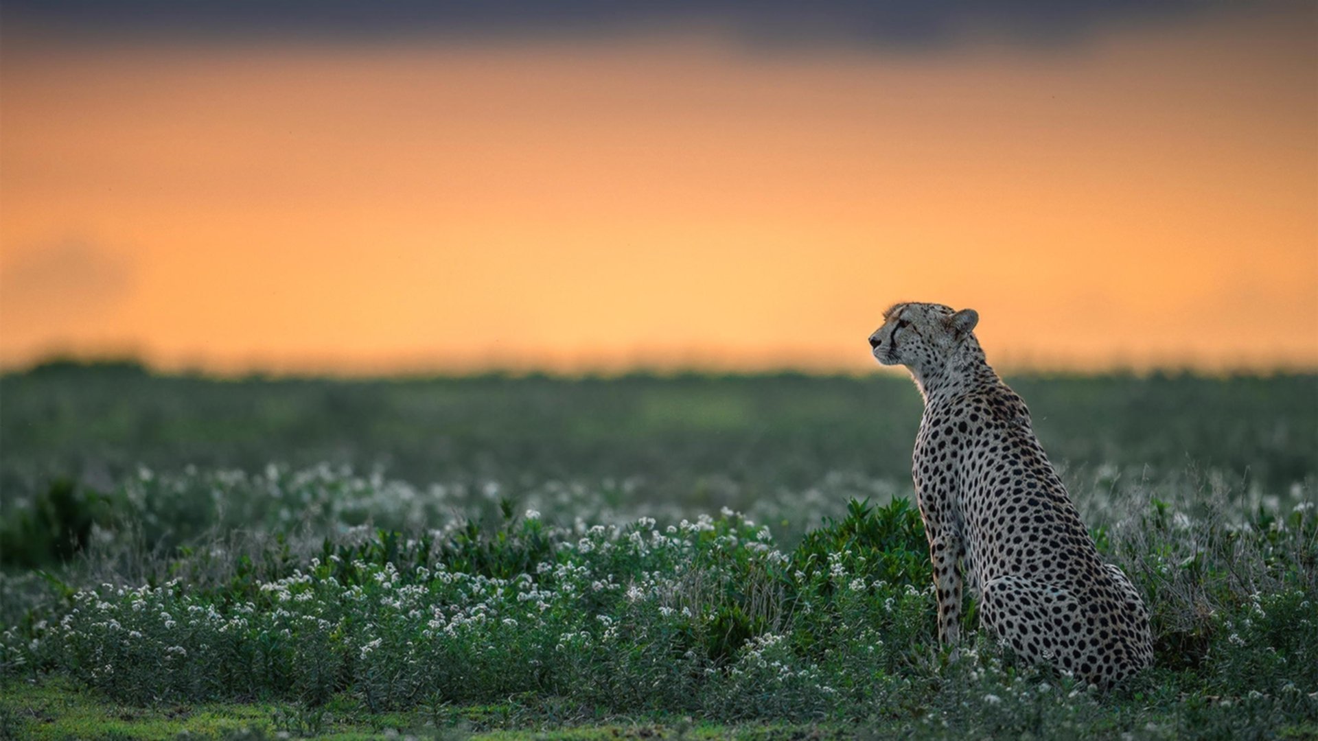 中国香港队赛制解析:如何通过精准战术应对世界强队,香港队伍
