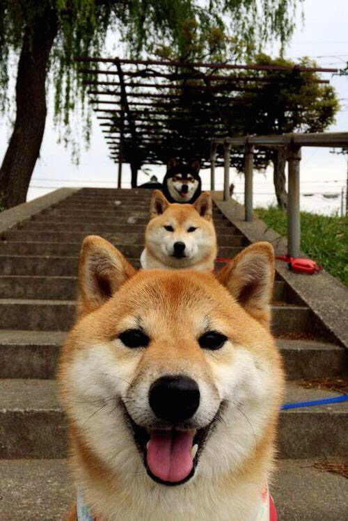 史密斯蝶泳仰泳双线强势,女子游泳史密斯