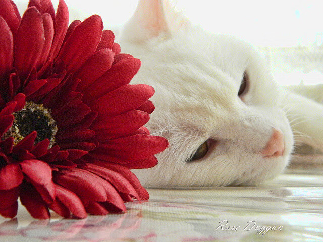 中国足球联赛数据分析应用深入支持球队战术,我国足球联赛