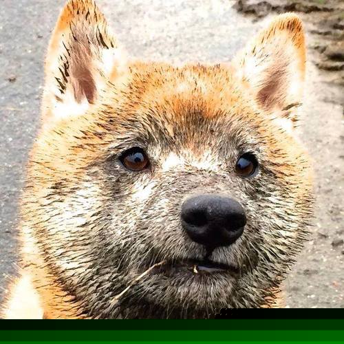 乐鱼官方登录入口-乌干达男篮在非洲预赛中拼搏不止，迈入全球舞台，乌干达篮球水平