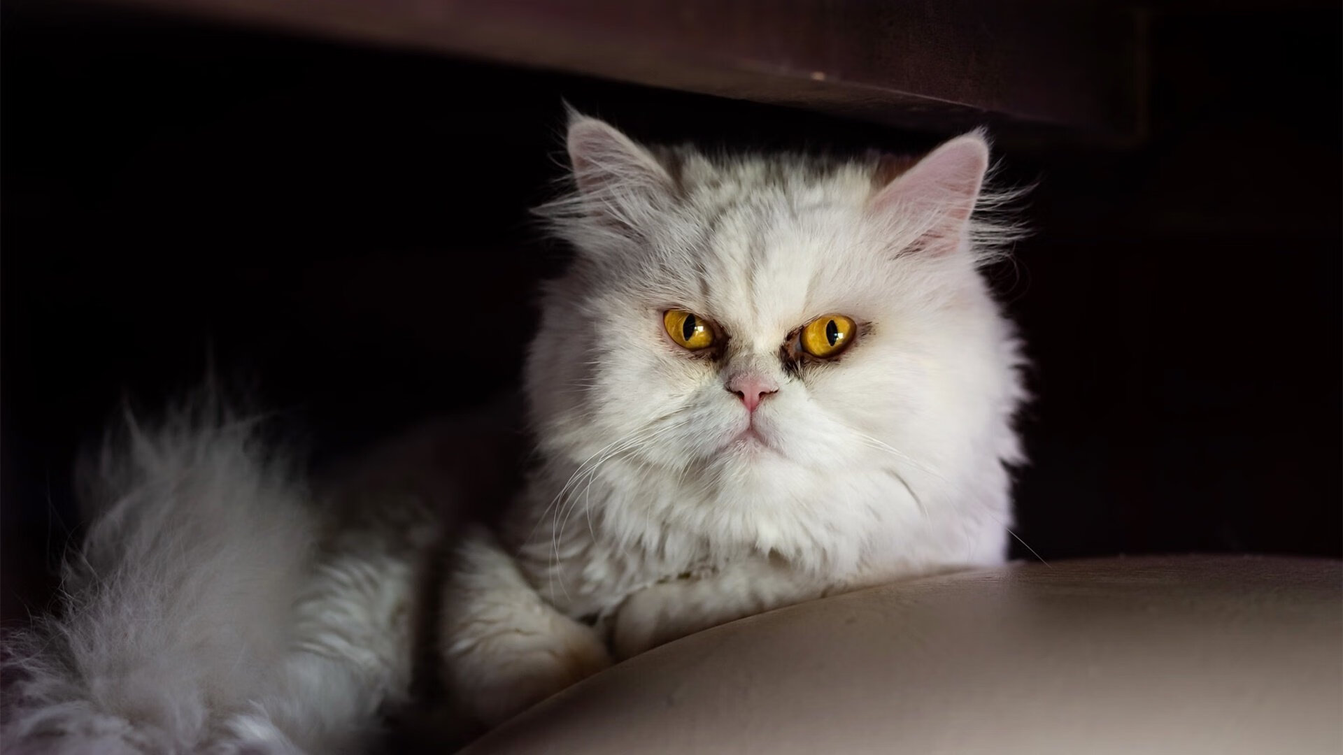 乌拉圭队士气高昂,期待在世界杯上创造佳绩