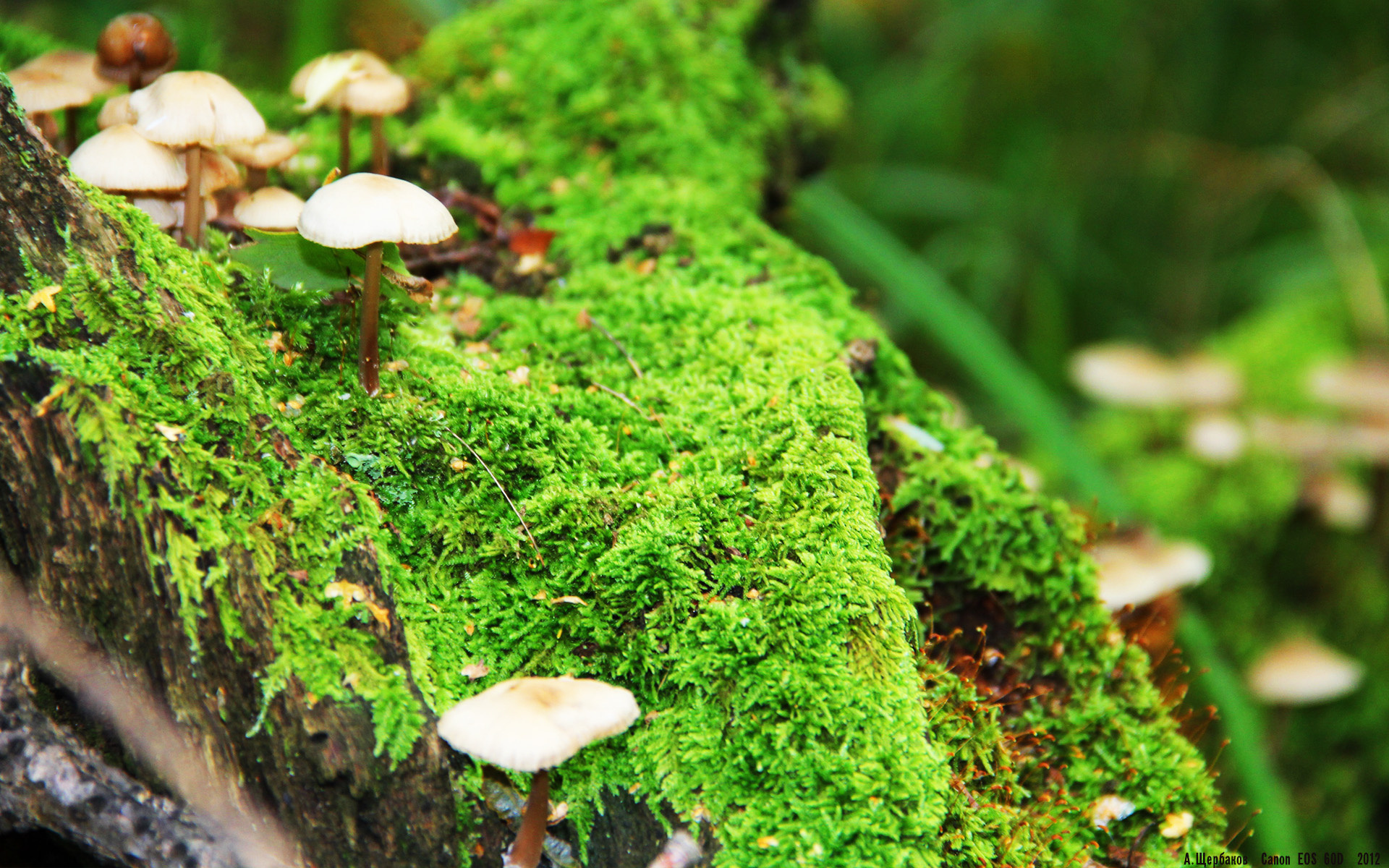 亚历克斯·格林伍德展现坚固防守,帮助袋鼠队锁定胜局,格林伍德合同