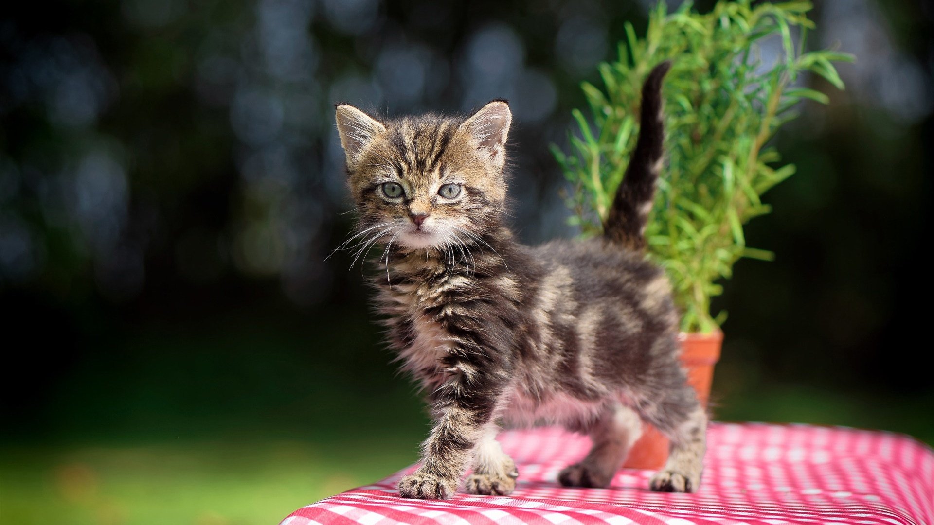 恩多比·恩乔:南非橄榄球的灵魂人物,展现绝佳的进攻视野,恩多 cba