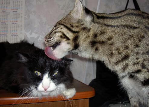 乐鱼体育APP官方下载-拉文接受媒体采访称信心比状态更重要，拉文全名叫什么