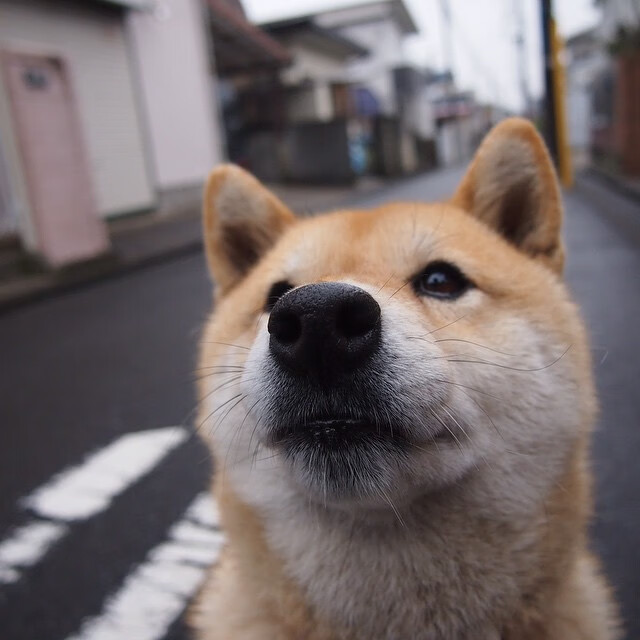 新西兰青训注重全方位发展,运动员素质全面提升,新西兰 运动