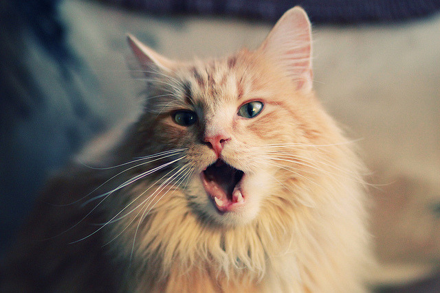 leyu.com-法国新一代球员崭露头角，赢得广泛关注